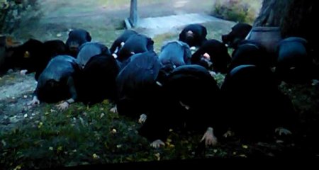 Монах и бес (2016)