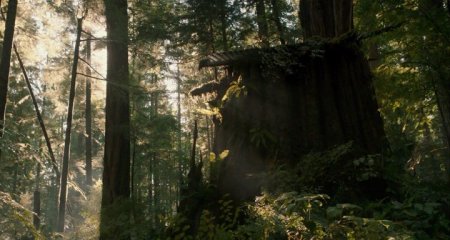 В лесу (2015) В лесу (2015)