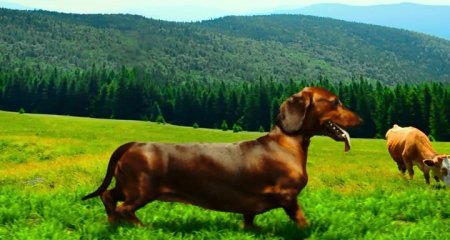 Такса (2016) Такса (2016)