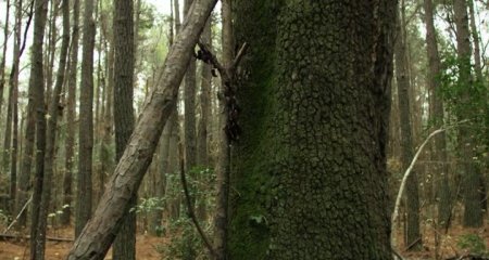 Демон дерева (2016) Демон дерева (2016)