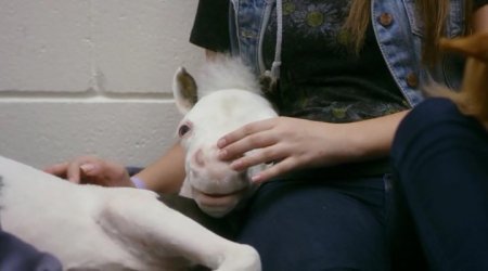 Зеница ока (2017) Зеница ока (2017)